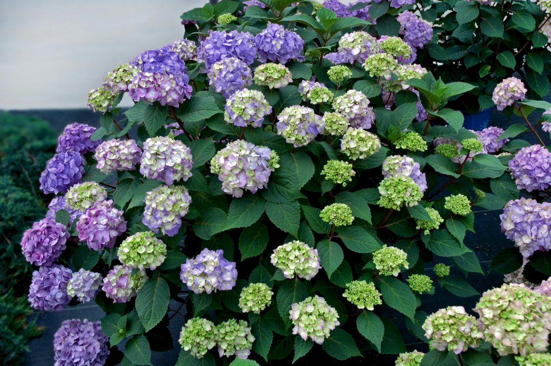 Hydrangea Macrophylla – BloomStruck® – #3 Container